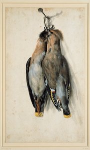 Dois Waxwings boêmios mortos de Lucas Cranach the Elder