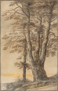 Estudo de Árvores de Lucas van Uden