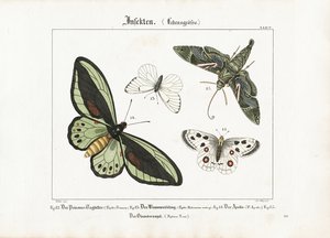 Borboletas e a mariposa-falcão dos oleandros de Ludwig Meyer