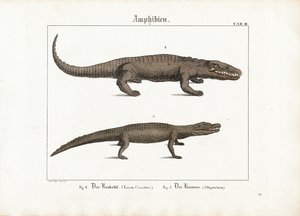 Crocodilo e jacaré de Ludwig Meyer