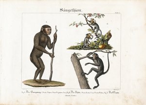 Primatas: Orangotango, sagui comum e macaco-aranha de Ludwig Meyer
