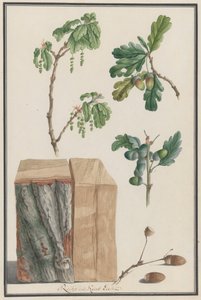 Estudos das flores, frutos e tronco de um carvalho inglês Quercus robur, 1788. de Ludwig Pfleger