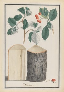 Estudo das folhas, flores, frutos e tronco de um Sorbus subgénero Sorbus Aria, 1788. de Ludwig Pfleger