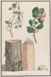 Estudo do tronco, flores e frutos de uma macieira silvestre Malus sylvestris, 1788. de Ludwig Pfleger