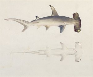 Um tubarão com cabeça de martelo, Loheia, anteriormente atribuído a James Bruce (1730-94) (wc e guache sobre grafite no papel)