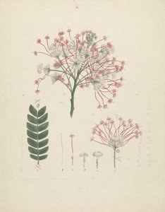 Albizia gummifera (J.F. Gmel.) C.A. Sm. (Gummy Albizia Tree): desenho acabado de floração da cabeça de rebento, com detalhes de inflorescência, floretas e folha de Luigi Balugani