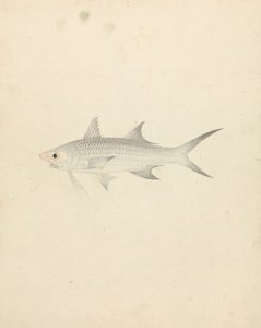 Binney: número um (um peixe) de Luigi Balugani