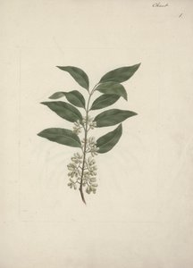 Catha edulis Forssk. (Khath): desenho acabado de Luigi Balugani