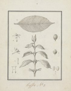 Coffea arabica L. (Café Arábica): desenho acabado de rebentos de folhas, com detalhes de flores, folhas e frutos de Luigi Balugani