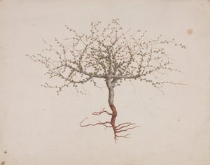Commiphora gileadensis (L.) C. Chr. (Bálsamo de Gilead, Opobalsam): desenho acabado se o hábito da árvore (com raízes)