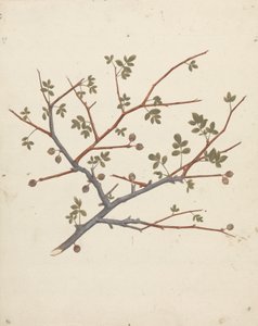 Commiphora gileadensis (L.) C. Chr. (Bálsamo de Gilead, Opobalsam): desenho acabado do ramo de frutificação