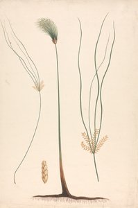 Cyperus papyrus L. (Papyrus Sedge): desenho acabado de vapor e cabeça de floração, com detalhes de inflorescência esquerda e direita