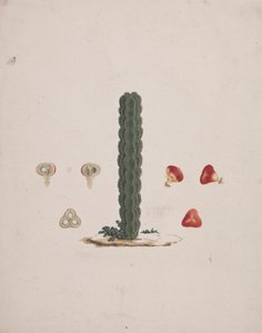 Euphorbia abyssinica J.F. Gmel. (Ethiopian Tree-Spurge): desenho acabado de tronco único, com detalhes de frutos inteiros e dissecados