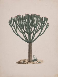 Euphorbia abyssinica J.F. Gmel. (Ethiopian Tree-Spurge): desenho acabado do hábito da árvore