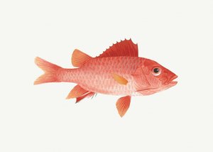 Peixe de Luigi Balugani