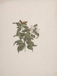 Jasminum dichotomun Vahl (jasmim africano): desenho acabado de Luigi Balugani