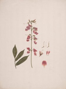 Millettia ferruginea (Hochst.) Baker: desenho acabado com alguns detalhes excluídos de Luigi Balugani