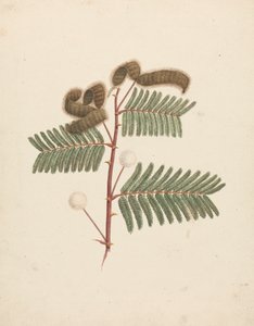 Mimosa pigra (L.): desenho acabado