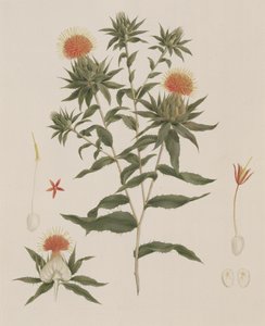 Sussa (Folhas, Flores e Detalhes) anteriormente atribuída a James Bruce (1730-94) (wc sobre grafite sobre papel)