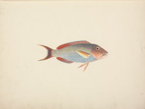 Peixes não identificados de Luigi Balugani