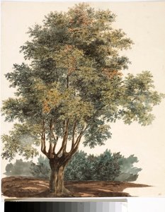 Árvore (Aquarela, cerca de 1825) de Luigi Garibbo