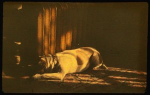 Fotografia a cores de um cão adormecido à luz do sol com Autochrome Lumière e uma câmara de 35 mm... de Luis Marden