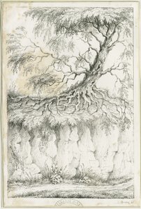 Dudley - Árvore: litografia, nd [c 1825] (imprimir) de Luke Booker