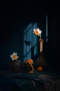 Narcisos, citrinos e sombras