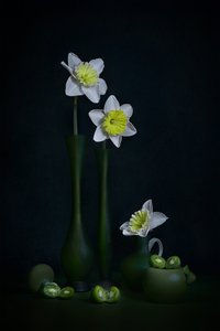 Narcisos, natureza-morta verde de Lydia Jacobs
