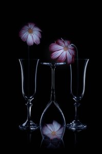 Flores delicadas e flûtes de vidro de Lydia Jacobs