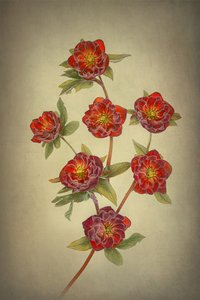 Hellebores «Double Queen»
