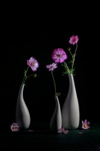 Elegante natureza-morta com cosmos de Lydia Jacobs