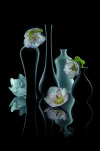 Brilho floral elegante de Lydia Jacobs