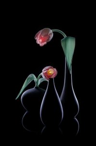 Elegantes túlipas luminosas de Lydia Jacobs