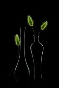 Elegante natureza-morta verde de Lydia Jacobs