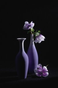 Elegantes anémonas roxas de Lydia Jacobs