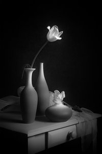 Elegante natureza-morta com tulipas de Lydia Jacobs