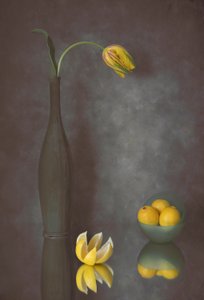 Graciosa tulipa e limões de Lydia Jacobs