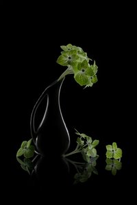 Reflexo de flores verdes de Lydia Jacobs