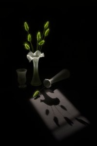 Plantas verdes, sombra de pássaro