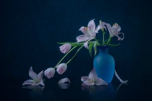 Lírios e tulipas melancólicos de Lydia Jacobs