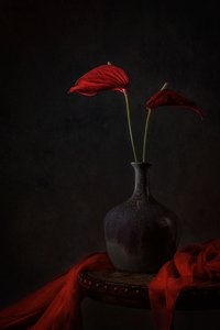 Antúrios vermelhos melancólicos de Lydia Jacobs