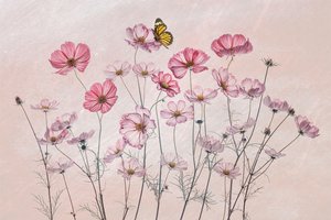 Borboleta-cosmos cor-de-rosa de Lydia Jacobs