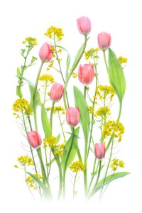 Tulipas cor-de-rosa e flores amarelas