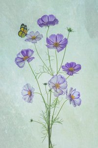 Borboleta Cosmos Roxa