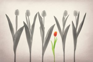 A tulipa vermelha destaca-se de Lydia Jacobs
