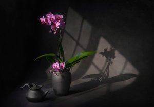 Elegância da orquídea na sombra