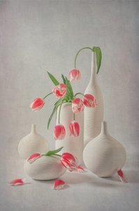 Túlipas cor-de-rosa suave de Lydia Jacobs
