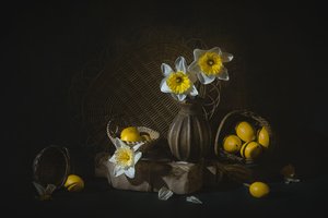 Narcisos de primavera e limões de Lydia Jacobs