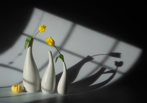 Tulipas iluminadas pelo sol e sombras de Lydia Jacobs
